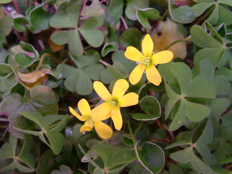 Oxalis stricta / Acetosella minore